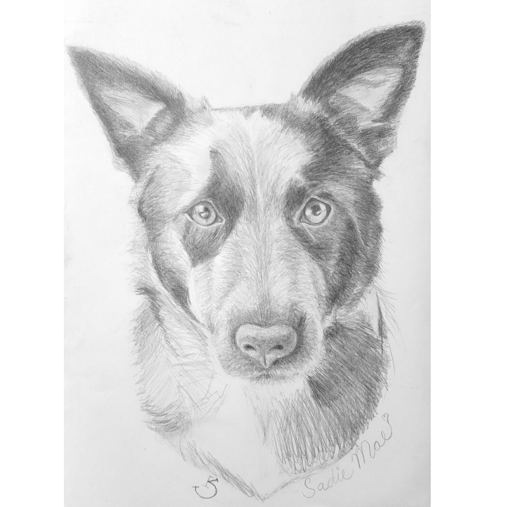 pet-portrait-drawing-schappell-designs